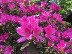 -铁山坪森林公园