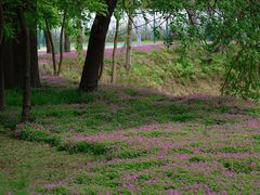 -蜀冈西峰生态公园