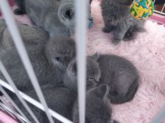 -哈尔滨市宠物交易市场