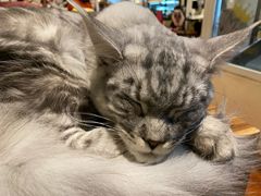 -猫小院猫主题咖啡厅(北锣店)