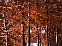 -上海海湾国家森林公园