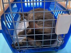 -拜鲁耶动物诊疗中心·宠家动物医院