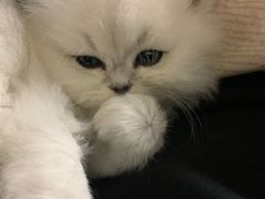 -宠伴小精灵宠物店(鼓楼店)