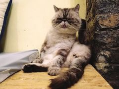 -猫色咖啡·猫咖