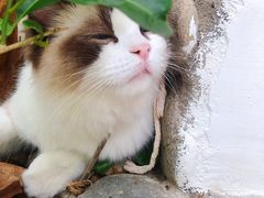 -喵屿·大理花园猫咖