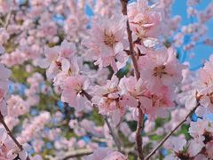 -桃花堤公园