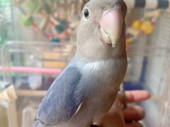 -麦当劳(曲阳店)