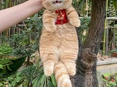 -猫岛主趣味餐厅(鼓浪屿店)