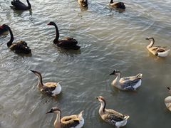 -溱湖国家湿地公园