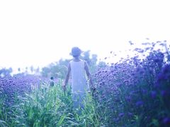 -杭州湾海上花田景区