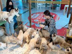 -喵喵咪呀布偶猫咖(春熙路店)