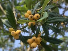 -塘栖枇杷特色园区