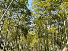 -苏州上方山国家森林公园