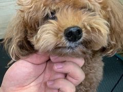 -多卡布奇宠物生活馆(上林世家店)