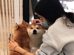 -南京Hallo宠物乐园·哈罗犬舍·柴犬繁育基地