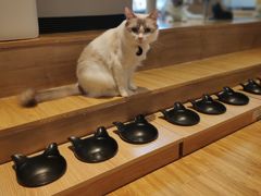 -啵啵喵·猫咖(攀华国际店)