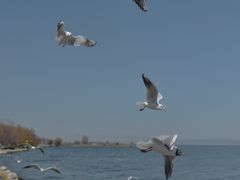 -大理洱海
