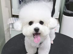 -八公叔叔宠物美容连锁(春申店)