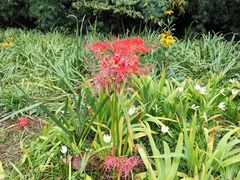 -贵阳市花溪国家城市湿地公园