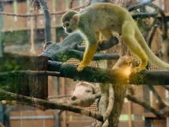 -清迈夜间动物园