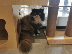 -瞄一喵猫咖(格力海岸店)
