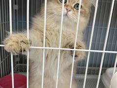 -翊宠yipet猫狗购宠庄园犬舍•猫舍