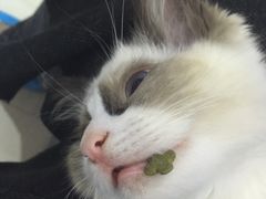 -喵的天空名猫咖啡馆·撸猫·猫舍·用品
