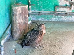 -西霞口神雕山野生动物世界