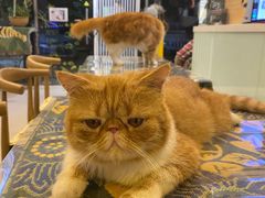 -平行世界·猫咖(首经贸店)
