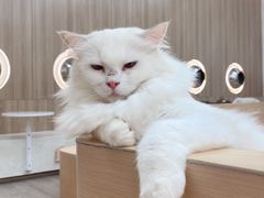 -瞄一喵猫咖(格力海岸店)