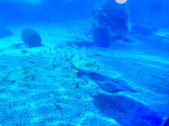 -北戴河圣蓝海洋公园