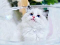 -十年猫舍·猫咪专门店(普陀店)