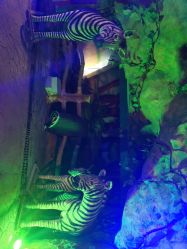 点击看大图 -宝燕乐园(闵行旗舰店)