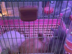 -青石桥花鸟鱼虫市场(叠翠城店)