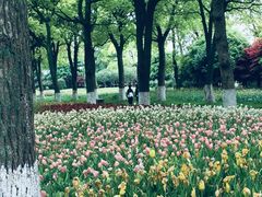 -上海鲜花港