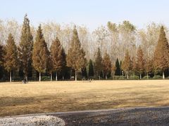 -合肥滨湖国家森林公园