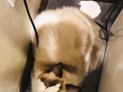 -宠爱国际动物医院·消化内科·心肾内科·ISFM猫友好(望京店)
