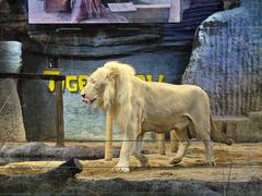 -清迈夜间动物园