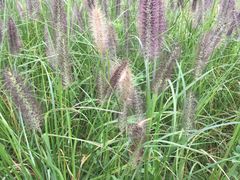 -白鹭湾湿地公园