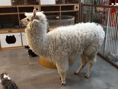 -Honey Bacca 哈尼芭卡高端萌宠(朝阳大悦城店)