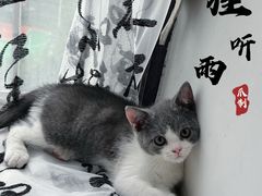 -lincat·猫舍(广州店)