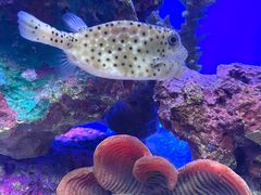 -上海海洋水族馆