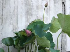 -几荷·恰似故人来(秀水广场店)
