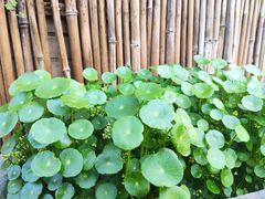 -冰冰龙虾·江湖菜·花园江景餐厅