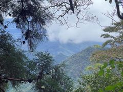 -天目山大树王景区