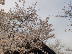 -顾村公园