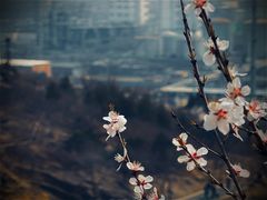 -白水寺森林公园