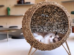 -飞行喵MR PILOT|猫舍·猫咖(静安大融城店)