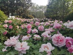 -洛阳市隋唐城遗址植物园