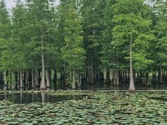 -白鹭湾湿地公园